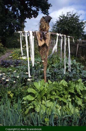 Scarecrow in one of the apprentice's plots - Copyright (c) Alec Scaresbrook