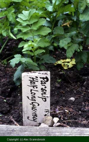 Hand-written plant label for row of parsnip 'Half Long Guernsey' - Copyright (c) Alec Scaresbrook 
