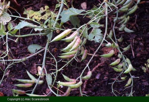 Kale 'Ragged Jack' (very hardy, known in Europe for centuries) - Copyright (c) Alec Scaresbrook