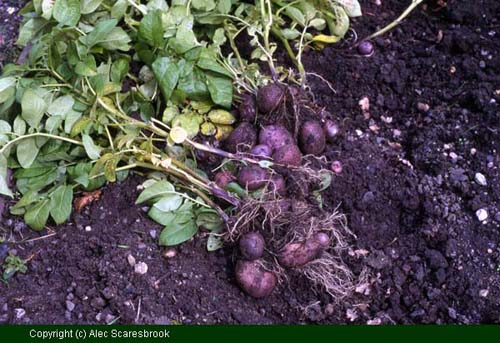 Tubers of potato 'Edzell Blue'.  Introduced 1890.- Copyright (c) Alec Scaresbrook