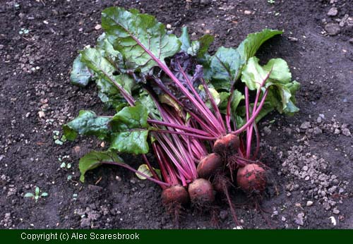 Roots of beetroot 'Detroit Crimson Globe' (1897). Maincrop that can be sown up to late summer. - Copyright (c) Alec Scaresbrook