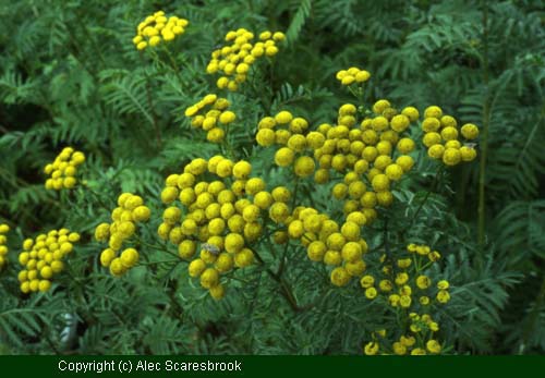 Tansy (Tanacetum vulgare) plus bee. - Copyright (c) Alec Scaresbrook