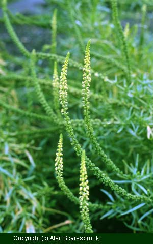 Dyers' plant.  Weld (Reseda luteola).  Yields yellow dye. - Copyright (c) Alec Scaresbrook 