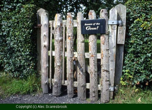 Gate leading to orchard, with 'Beware of the Geese' sign, and Rocky the Chinese goose. - Copyright (c) Alec Scaresbrook