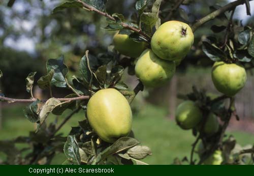 Apple 'Keswick Codlin'.  Cooker dating from 1793.  Sept/Oct use. - Copyright (c) Alec Scaresbrook