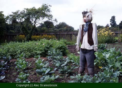 Scarecrow in the brassica plot; potatoes behind. - Copyright (c) Alec Scaresbrook