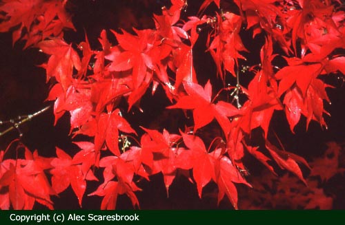 Acer palmatum in autumn - Copyright (c) Alec Scaresbrook