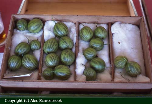 Exhibitor's box of berries, Holmes Chapel Gooseberry Show - Copyright (c) Alec Scaresbrook