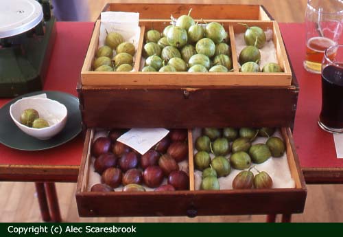 Exhibitor's box of red, green and white single berries and twins, Holmes Chapel Gooseberry Show - Copyright (c) Alec Scaresbrook 