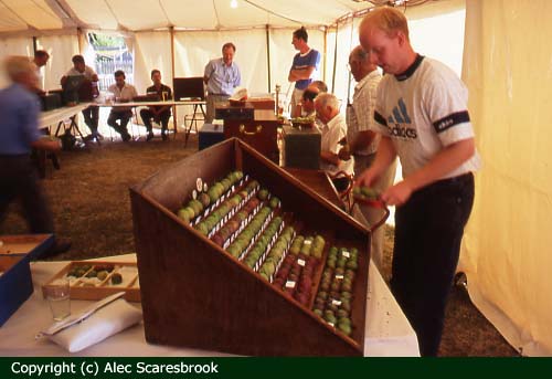 Setting up the display of winning berries at the Marton Gooseberry Show, Cheshire - Copyright (c) Alec Scaresbrook 