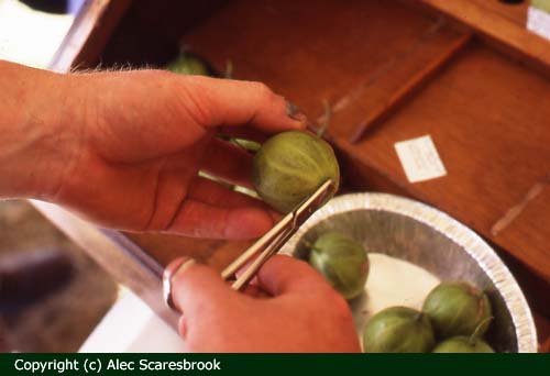 Snubbing (ie cutting off the remains of the flower) of winning berries - Copyright (c) Alec Scaresbrook 