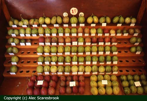 Display of winning berries, Marton Gooseberry Show, Cheshire - Copyright (c) Alec Scaresbrook
