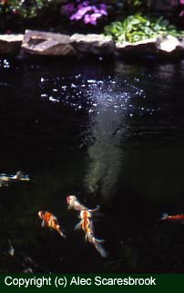 Copyright (c) Alec Scaresbrook. Koi and airstone bubbles.