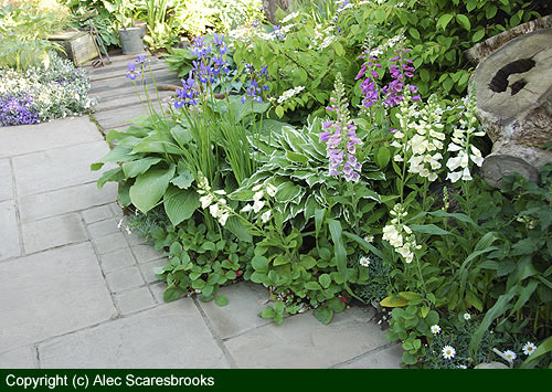 Between building and pond - copyright (c) Alec Scaresbrook