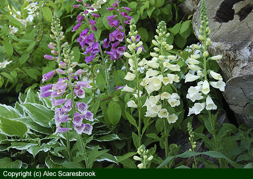 Between building and pond - foxgloves - copyright (c) Alec Scaresbrook 