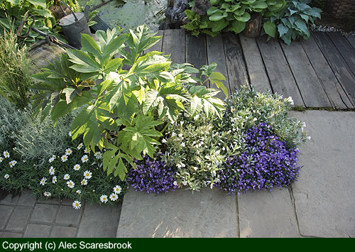 Steps border closer view - copyright (c) Alec Scaresbrook
