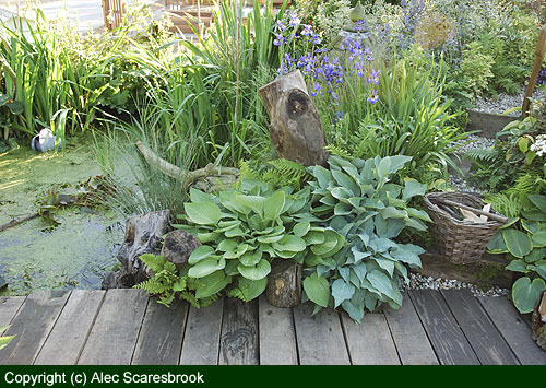Pond and jetty view - copyright (c) Alec Scaresbrook 