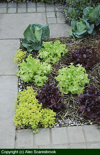 Farm cart border 3 - close up of vegetables - copyright (c) Alec Scaresbrook