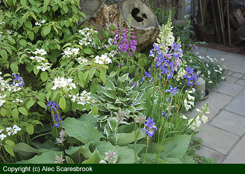 Border between building and pond - copyright (c) Alec Scaresbrook 