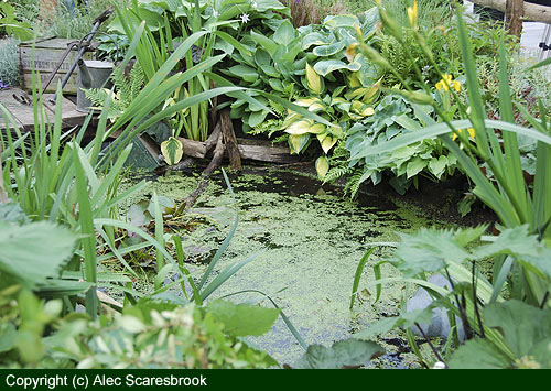 Pond close up - copyright (c) Alec Scaresbrook 