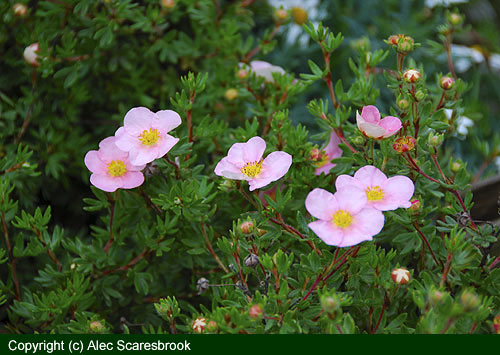 Potentilla - copyright (c) Alec Scaresbrook