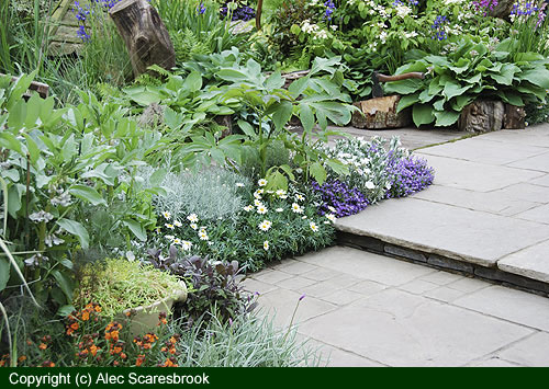 steps border - copyright (c) Alec Scaresbrook 