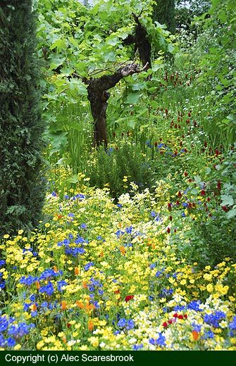 Carpet of colour beneath grape vines - copyright (c) Alec Scaresbrook