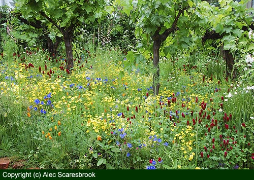 Carpet of colour beneath grape vines 2 - copyright (c) Alec Scaresbrook
