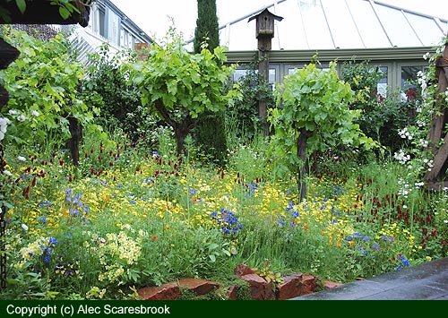 Carpet of colour beneath grape vines - copyright (c) Alec Scaresbrook