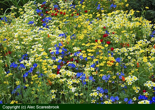 Annual meadow flowers - Fetzer show garden - Copyright (c) Alec Scaresbrook