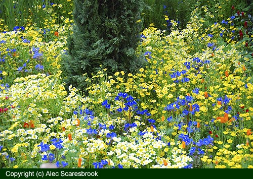 Annual meadow flowers - Fetzer show garden - Copyright (c) Alec Scaresbrook