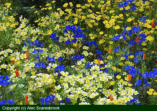 Annual meadow flowers - Fetzer show garden - Copyright (c) Alec Scaresbrook
