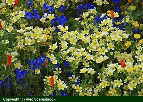Annual meadow flowers - Fetzer show garden - Copyright (c) Alec Scaresbrook