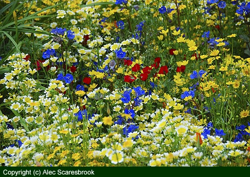 Annual meadow flowers - Fetzer show garden - Copyright (c) Alec Scaresbrook