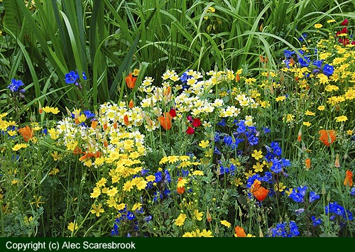 Annual meadow flowers - Fetzer show garden - Copyright (c) Alec Scaresbrook