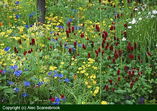 Annual meadow flowers - Fetzer show garden - Copyright (c) Alec Scaresbrook