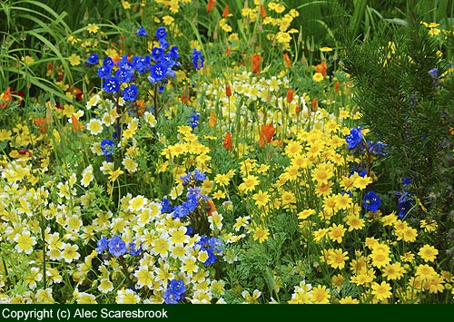 Annual meadow flowers - Fetzer show garden - Copyright (c) Alec Scaresbrook