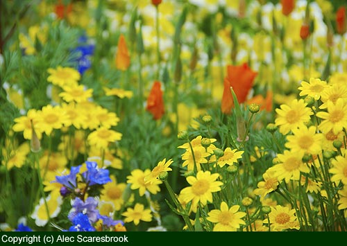 Annual meadow flowers - Fetzer show garden - Copyright (c) Alec Scaresbrook
