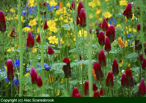 Annual meadow flowers - Fetzer show garden - Copyright (c) Alec Scaresbrook