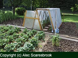 Home-made mini-greenhouse 