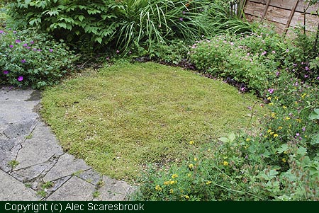 Copyright (c) Alec Scaresbrook. Alternative lawn plant - Cotula squalida.