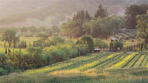 Fetzer Winery California USA